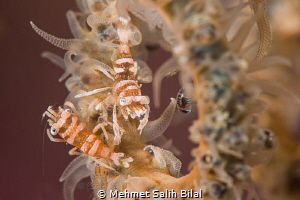 Wire coral shrimps. by Mehmet Salih Bilal 